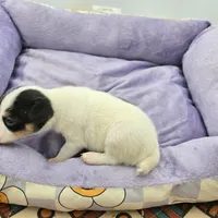 Full AKC Mini's Male # 4, a male Toy Fox Terrier for sale in Cullowhee, NC – Photo 7 of 8