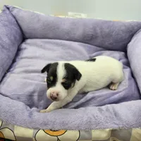 Full AKC Mini's Male # 4, a male Toy Fox Terrier for sale in Cullowhee, NC – Photo 4 of 8