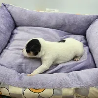 Full AKC Mini's Male # 4, a male Toy Fox Terrier for sale in Cullowhee, NC – Photo 2 of 8
