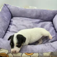 Full AKC Mini's Male # 4, a male Toy Fox Terrier for sale in Cullowhee, NC – Photo 6 of 8