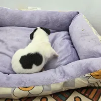 Full AKC Mini's Male # 4, a male Toy Fox Terrier for sale in Cullowhee, NC – Photo 5 of 8