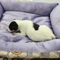 Full AKC Mini's Male # 4, a male Toy Fox Terrier for sale in Cullowhee, NC – Photo 8 of 8