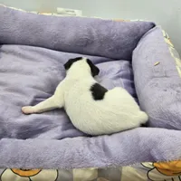 Full AKC Mini's Male # 4, a male Toy Fox Terrier for sale in Cullowhee, NC – Photo 3 of 8