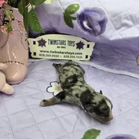 Full Akc Charlotte Blue merle female, a female Chihuahua for sale in Cullowhee, NC – 7 of 10