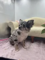 Full AKC Juliette Male # 2, a male Chihuahua for sale in Cullowhee, NC – 2 of 10