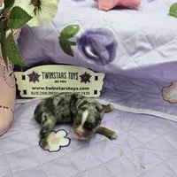 Full Akc Charlotte Blue merle female, a female Chihuahua for sale in Cullowhee, NC – 2 of 10