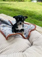  tri male 2  AKC , a male Chihuahua for sale in Cullowhee, NC – 5 of 10