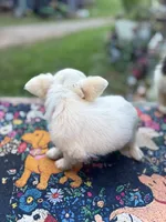 Full AKC Snowy Hidden Merle male, a male Chihuahua for sale in Cullowhee, NC – 7 of 10