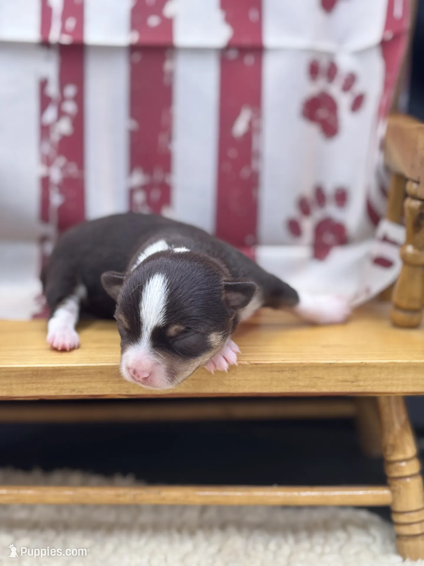 C*a様 Chihuahuaページ Freyas chocolate male full AKC – Chihuahua Puppy for Sale