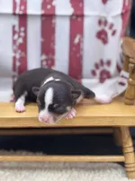 Freyas chocolate male full AKC , a male Chihuahua for sale in Cullowhee, NC – 8 of 10