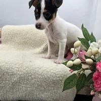 Full AKC Mini's Male # 4, a male Toy Fox Terrier for sale in Cullowhee, NC – 10 of 10