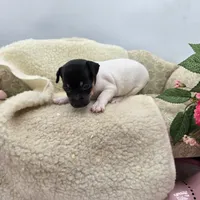 Cupcake tri female , a female Toy Fox Terrier for sale in Cullowhee, NC – 9 of 10