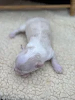 Male creme full AKC , a male Chihuahua for sale in Cullowhee, NC – 7 of 10