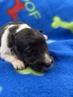 Lucy male tri full AKC , a male Shetland Sheepdog for sale in Cullowhee, NC – 10 of 10