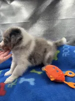 Full AKC Zina M 1, a male Shetland Sheepdog for sale in Cullowhee, NC – 2 of 10