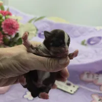 Sonia's chocolate male full Akc, a male Chihuahua for sale in Cullowhee, NC – 2 of 10
