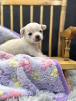 North crème female AKC , a female Chihuahua for sale in Cullowhee, NC – 9 of 10