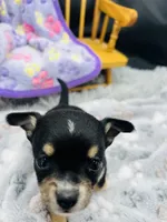  tri male 2  AKC , a male Chihuahua for sale in Cullowhee, NC – 8 of 10