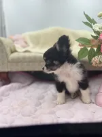 Full AKC Jack Male , a male Chihuahua for sale in Cullowhee, NC – 5 of 10