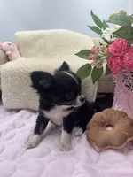 Rosie show prospect , a female Chihuahua for sale in Cullowhee, NC – 6 of 10