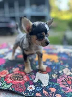 Ravens male full AKC , a male Chihuahua for sale in Cullowhee, NC – 8 of 10