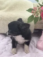 Rosie show prospect , a female Chihuahua for sale in Cullowhee, NC – 3 of 10