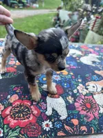 Ravens male full AKC , a male Chihuahua for sale in Cullowhee, NC – 4 of 10