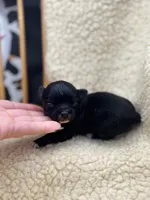 JDs black n white LC female , a female Chihuahua for sale in Cullowhee, NC – 1 of 10