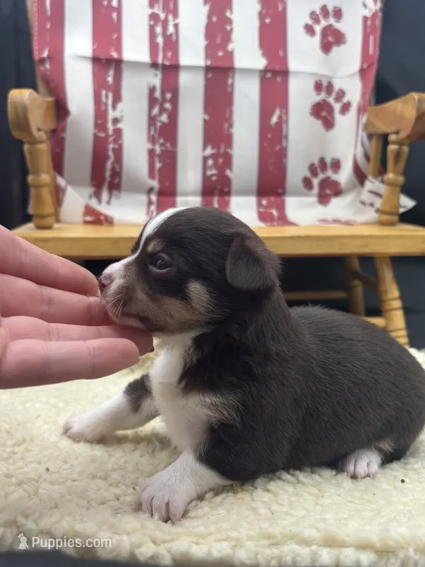 Freyas chocolate male full AKC  – Chihuahua puppy for sale in Cullowhee, NC
