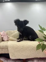 Full Akc Juliette Female1, a female Chihuahua for sale in Cullowhee, NC – 3 of 9
