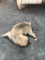 Panda Female 2 full AKC , a female Chihuahua for sale in Cullowhee, NC – 10 of 10