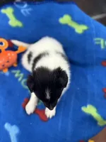 Lucy male #2 full AKC , a male Shetland Sheepdog for sale in Cullowhee, NC – 3 of 10