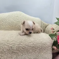 Kitkat Full Akc Champion sired female, a female Chihuahua for sale in Cullowhee, NC – 2 of 10