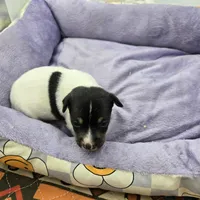Full AKC Mini's Male #2, a male Toy Fox Terrier for sale in Cullowhee, NC – Photo 3 of 5