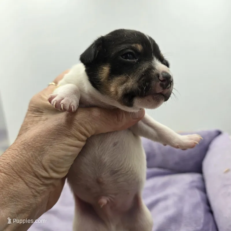 Full AKC Mini's Male #2 – Toy Fox Terrier puppy for sale in Cullowhee, NC