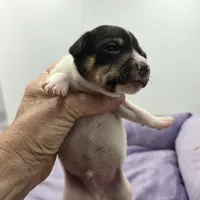 Full AKC Mini's Male #2, a male Toy Fox Terrier for sale in Cullowhee, NC – Photo 1 of 5