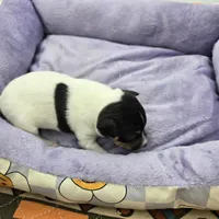 Full AKC Mini's Male #2, a male Toy Fox Terrier for sale in Cullowhee, NC – Photo 4 of 5