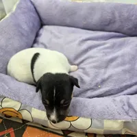 Full AKC Mini's Male #2, a male Toy Fox Terrier for sale in Cullowhee, NC – Photo 2 of 5