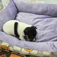 Full AKC Mini's Male #2, a male Toy Fox Terrier for sale in Cullowhee, NC – Photo 5 of 5