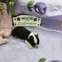 Full Akc Prim's chocolate girl, a female Chihuahua for sale in Cullowhee, NC – 10 of 10