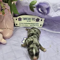 Full Akc Charlotte Blue merle female, a female Chihuahua for sale in Cullowhee, NC – 5 of 10