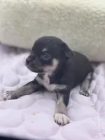 Caroline m1 full AKC , a male Chihuahua for sale in Cullowhee, NC – 7 of 10