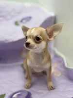 Bitsy AKC  teacup , a female Chihuahua for sale in Cullowhee, NC – 6 of 10