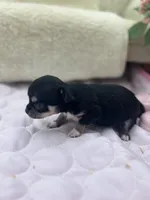 Caroline F1 AKC , a female Chihuahua for sale in Cullowhee, NC – 5 of 10