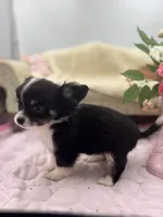 Full AKC Jack Male , a male Chihuahua for sale in Cullowhee, NC – 4 of 10