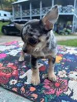 Ravens male full AKC , a male Chihuahua for sale in Cullowhee, NC – 6 of 10