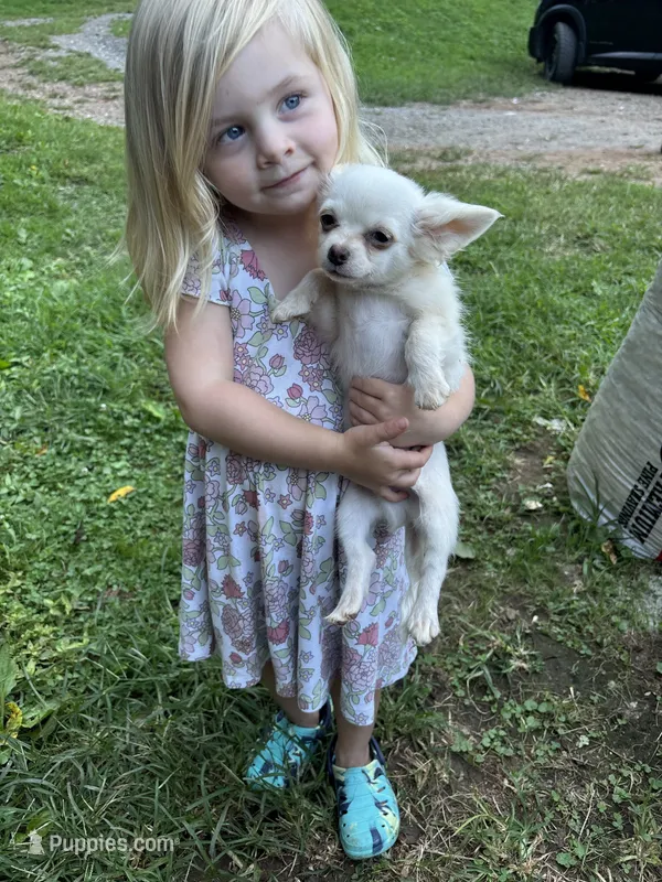 Full AKC Snowy Hidden Merle male – Chihuahua puppy for sale in Cullowhee, NC