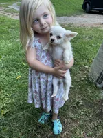 Full AKC Snowy Hidden Merle male, a male Chihuahua for sale in Cullowhee, NC – 8 of 10