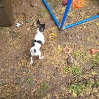 Gidget, a female Toy Fox Terrier for sale in Cullowhee, NC – 9 of 9