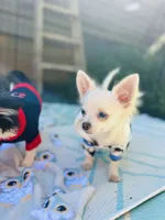 Full AKC Snowy Hidden Merle male, a male Chihuahua for sale in Cullowhee, NC – 9 of 10